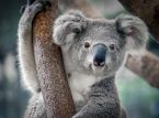 Claude le koala a cherché à lui seul à saper la population de koalas