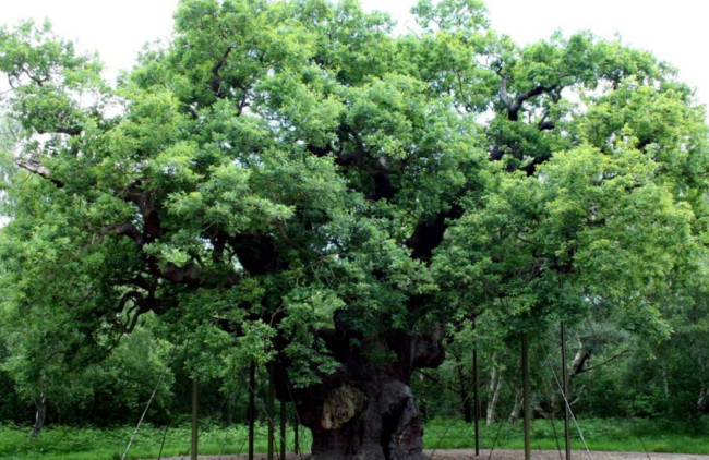 Le légendaire « Major Oak » de Robin des Bois s'éteint après plus de 1 000 ans